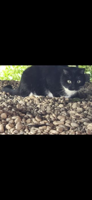 Zgubił się kot Stefan