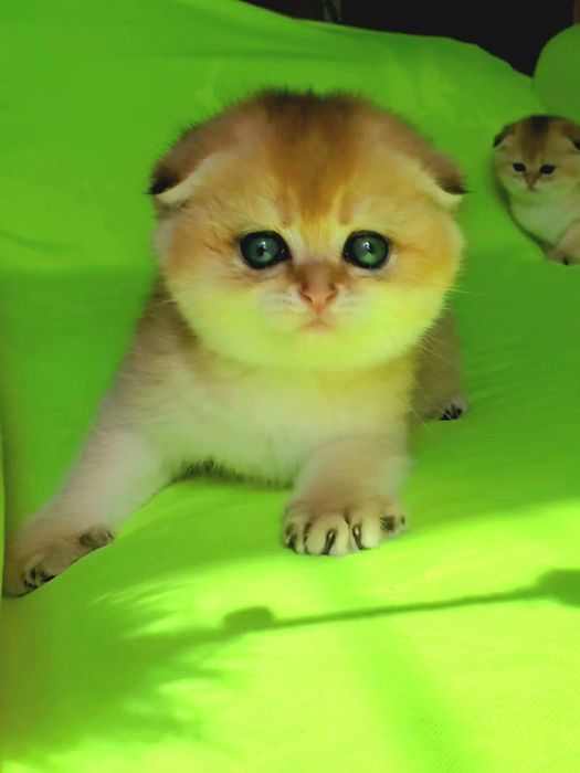 MILASHKI_KITTENS - тут котики, которые покоряют сердца)