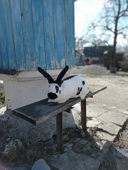 Кролі самки самці