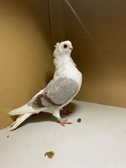 Mewka Polska samiec 2025