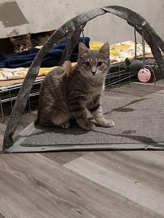 Красивый котенок , как из рекламы вискас бесплатно