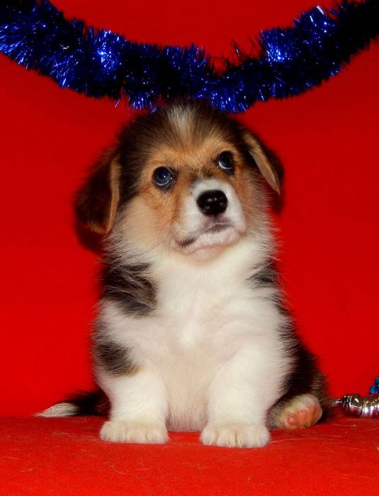 Триколор Вельш Корги Пемброк