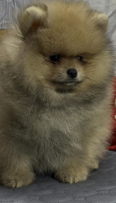 Шпице-мачо,кобелек