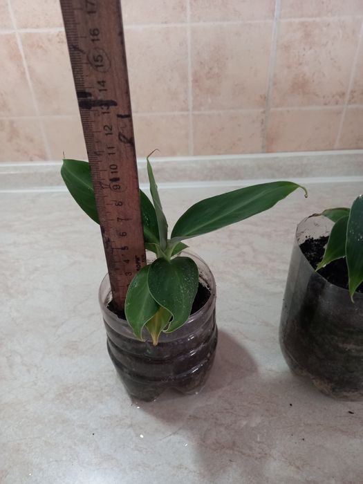 Продам банан комнатный киевский супер карлик плодоносящий