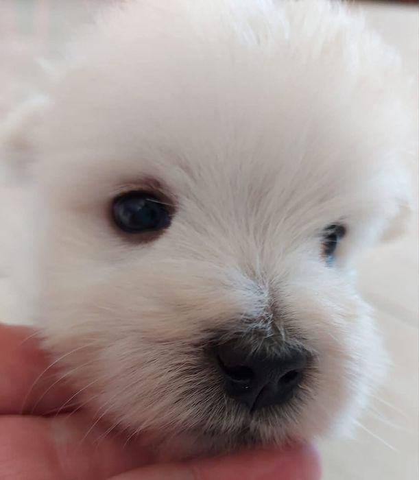 West highland white terrier zkwp FCI
