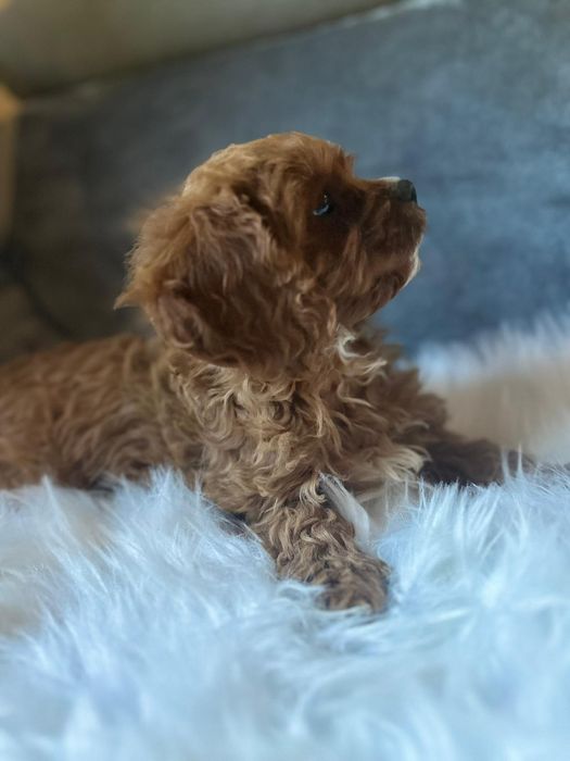 Cavapoo f1*chłopczyk małopolska