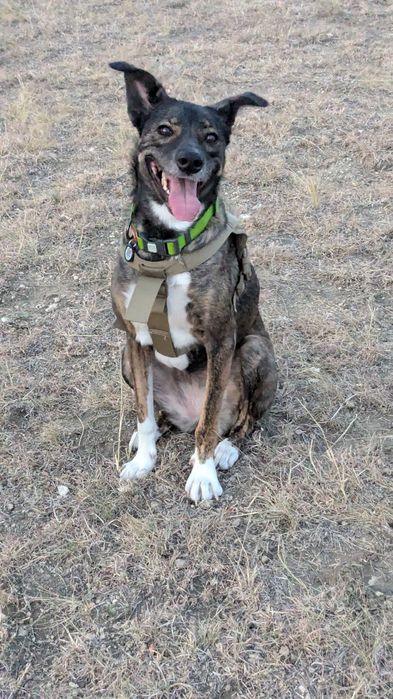 Собака компаньон только ответственным