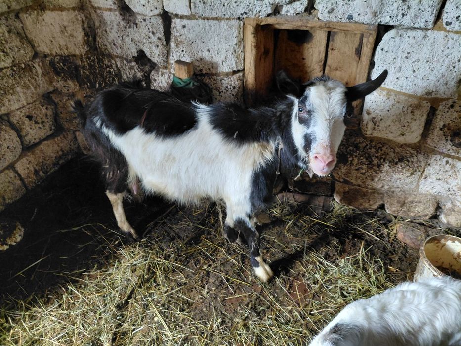 Продам кози на вибір