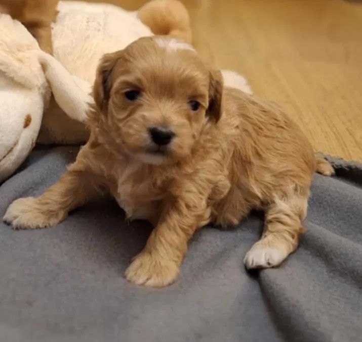 Наймиліші maltipoo f1 - чекає на вас! Болонка Мальтипу Йоркипу мини