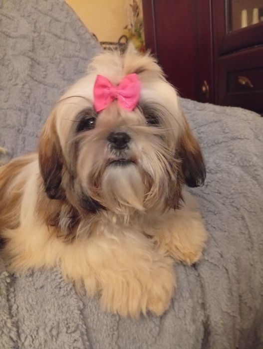 Shih tzu  sunia  śliczna