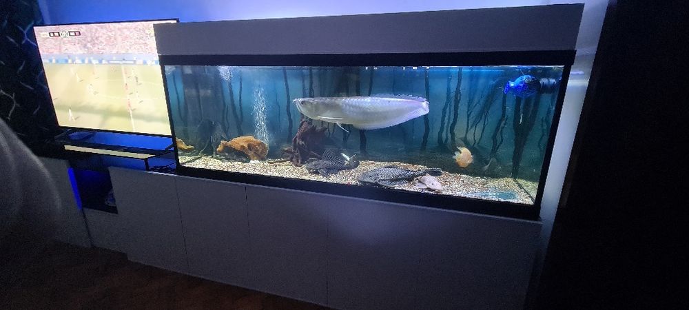 Aruanã 60 centímetros
