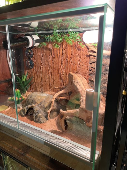 Gekon lamparci dorosła samiczka