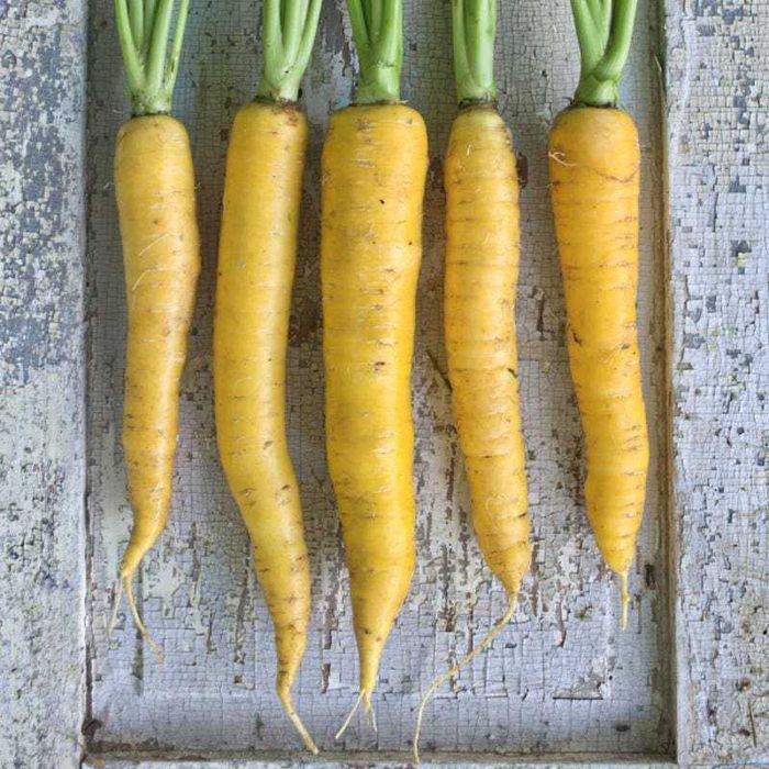 50 sementes de Cenoura Amarela - Daucus carota