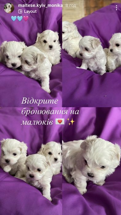 В'язка Мальтезе міні