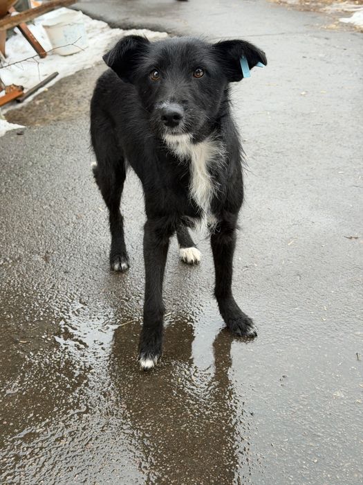 Уже стерилізована, метис фокстерʼєра. Безкоштовно