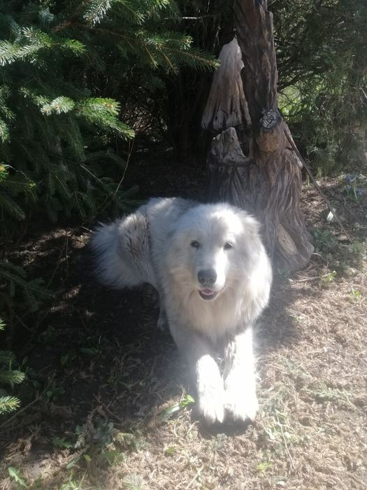 Вязка Кавказской авчарка