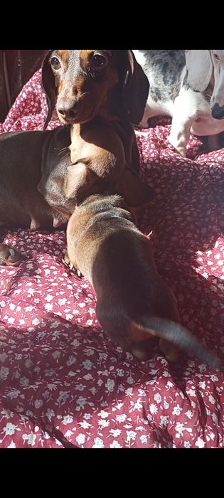 Рижо-шоколадна красуня шукає люблячу сім'ю