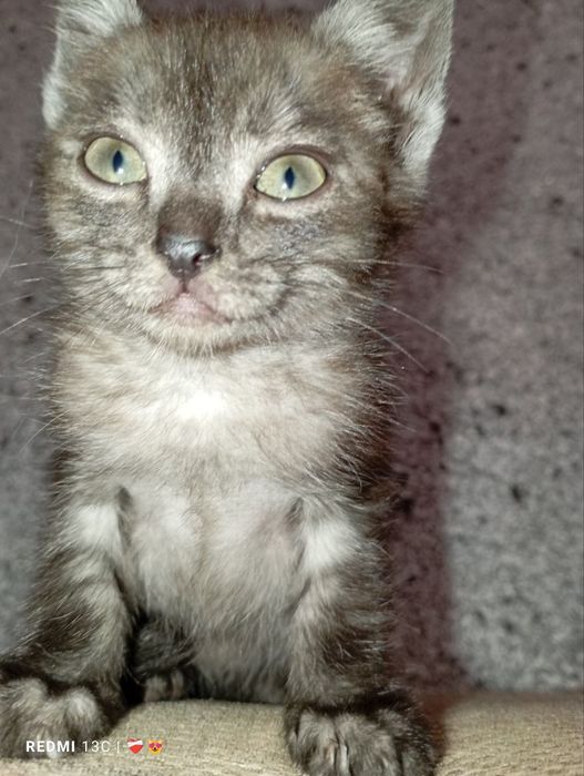 Маленькі комочки шукають дімВіддам безкоштовно в люблячу сім'ю.