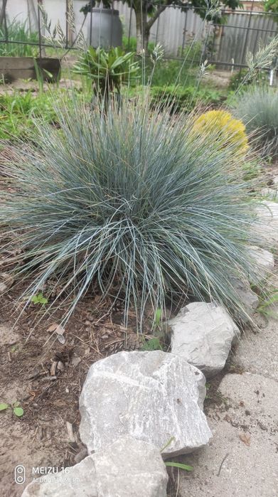 Продам Фестуку(овсянницу)