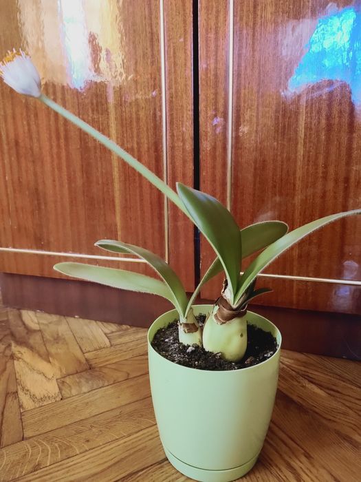 Кімнатна рослина "заїчі вушка"