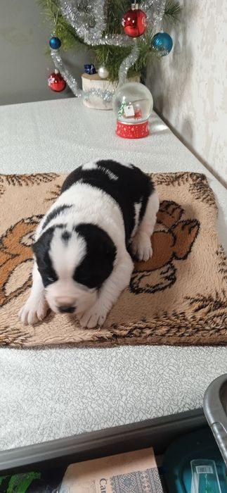 Цуценята алабай САО