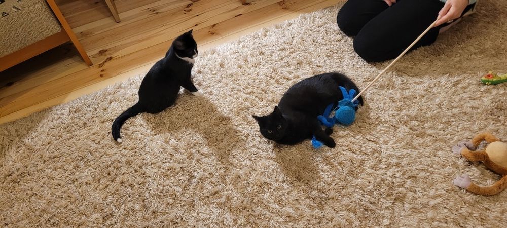 Czarne kocurki  czekają na dom