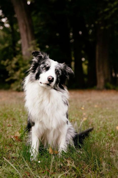 Reproduktor Border Collie