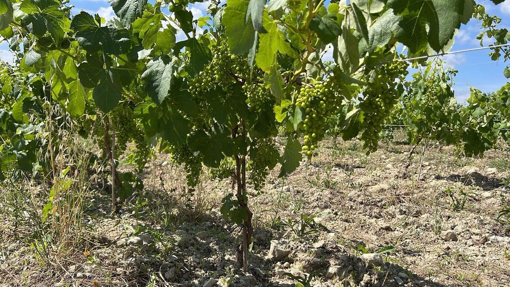 Vinha Produção em Pleno