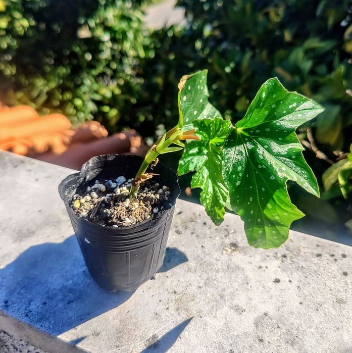 Muda Begônia Aconitifolia / Asa de Anjo