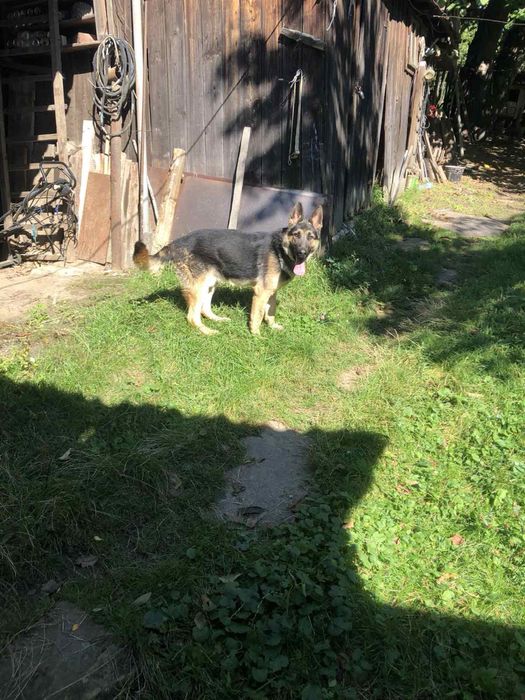 Німецький красень шукає подружку