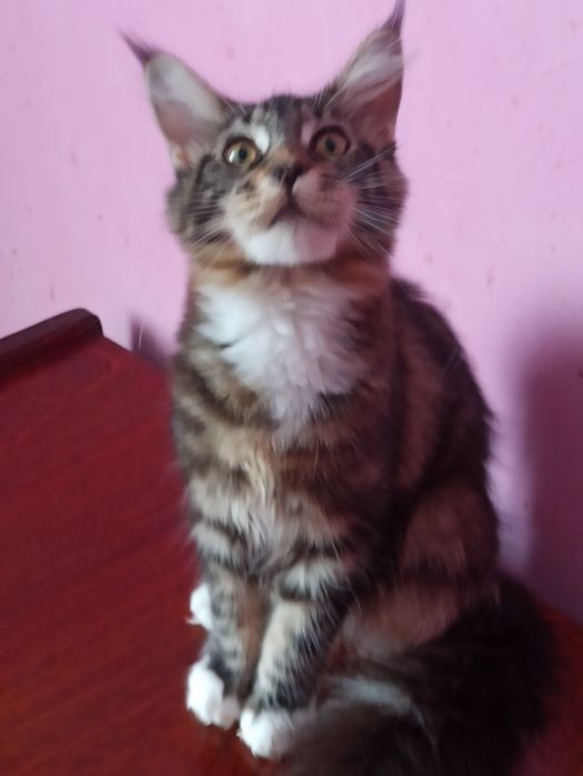 Мейн куночка готова до переїзду