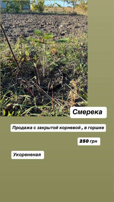 Саженцы - Ель, Смерека , сосна, туя