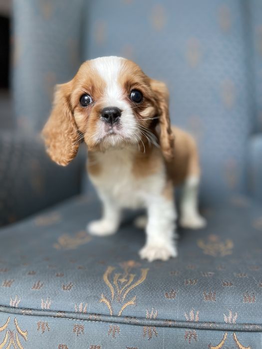 Cavalier king charles spaniel- chłopczyk
