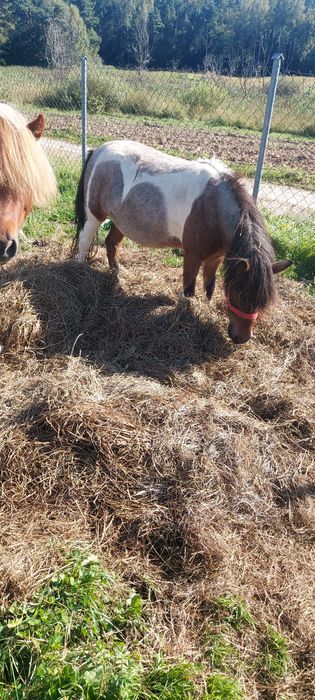 Klacz zrebna  i ogierek  para