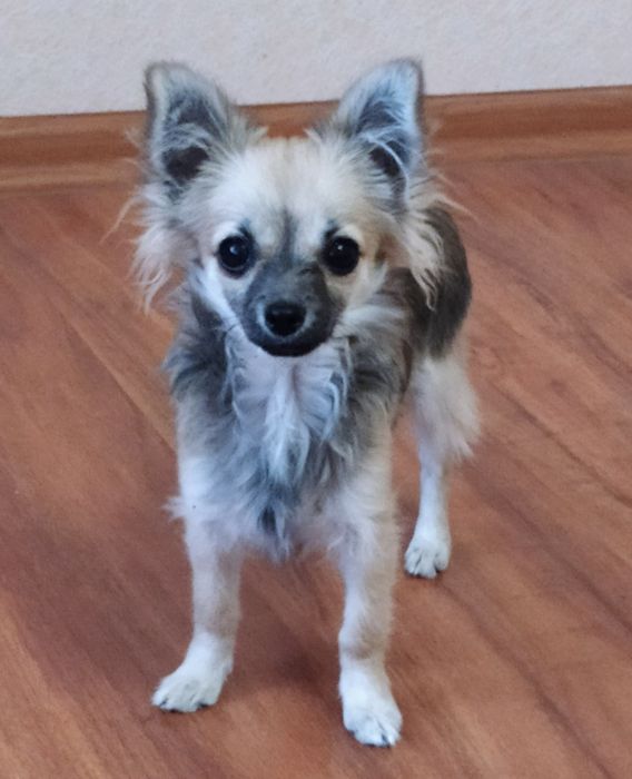 Довгошерстий міні Чіхуа-хуа хлопчик