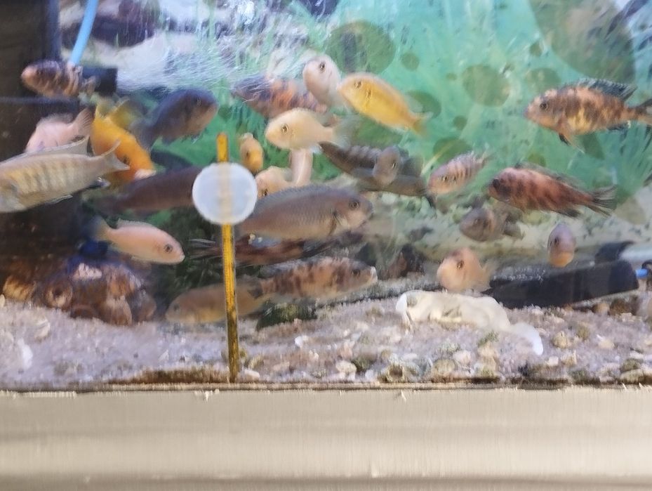 Ciclídeos Africanos