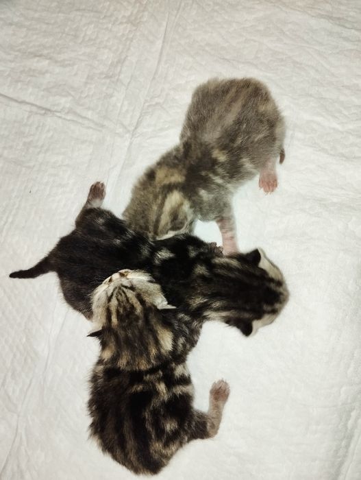 Шотландські кошенята. Хлопчики