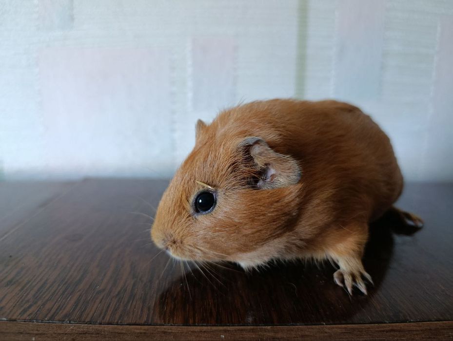 молодые морские свинки