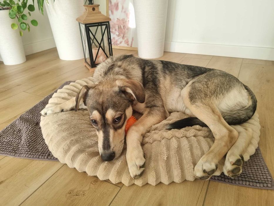 Półroczny Silver poleca się do adopcji