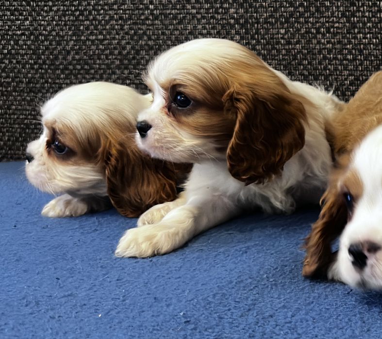 Cavalier king spaniel piesek