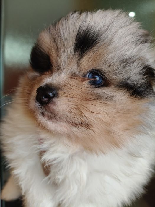 Spitz alemão Blue Merle