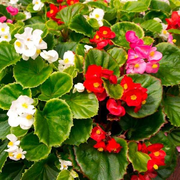 Begonie semperflores -kwiaty Flora Szczecin
