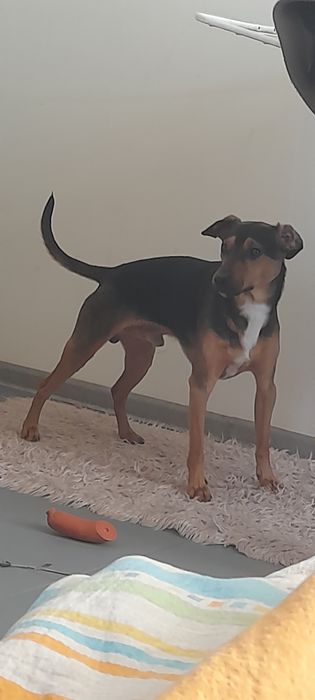 Oddam pieska w dobre ręce