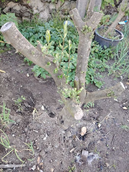 Oliveiras para jardim