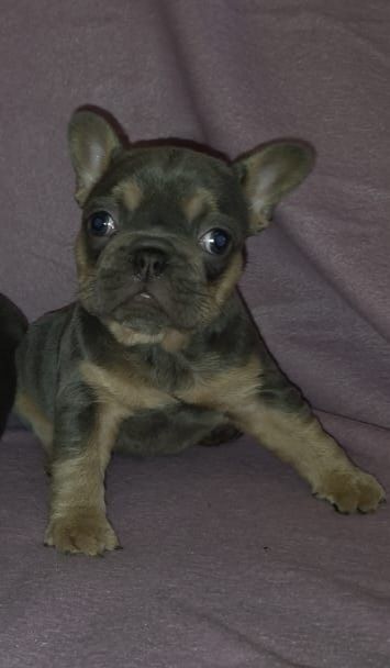 Bulldog frances compacto e lindo