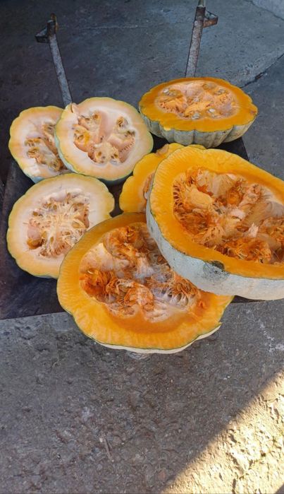 Nasiona Dynia Nelson oraz Pastewna ekologiczna