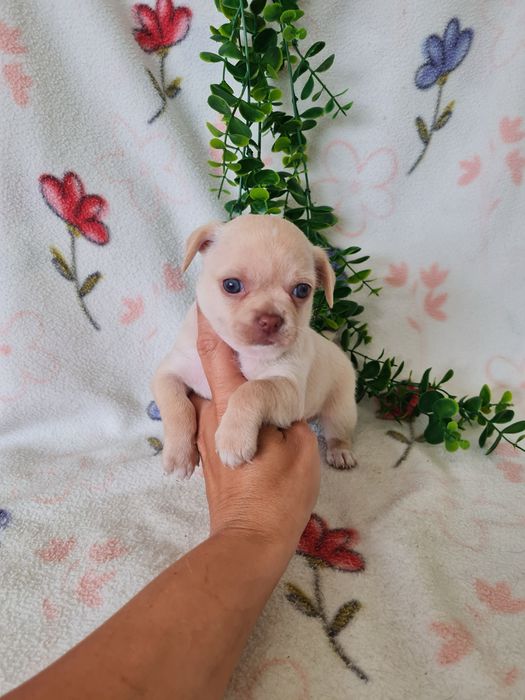 Excelente mini Chihuahua/Chiuaua de Qualidade, Linhagem Russa