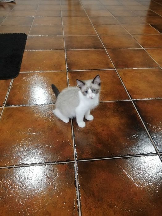 Gatinha para adopção