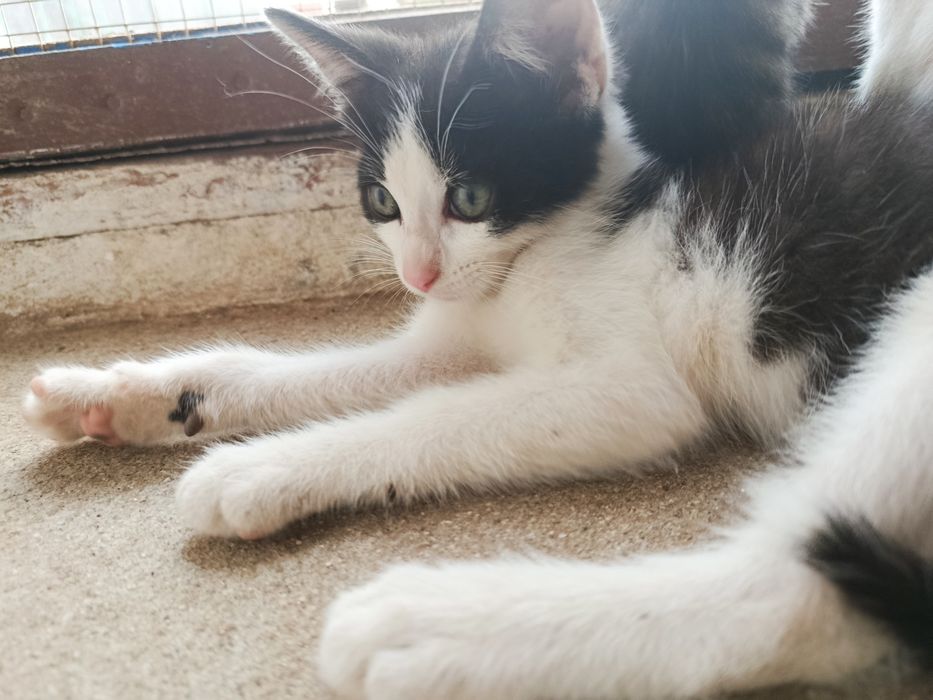 Gatinho bebé para adoção