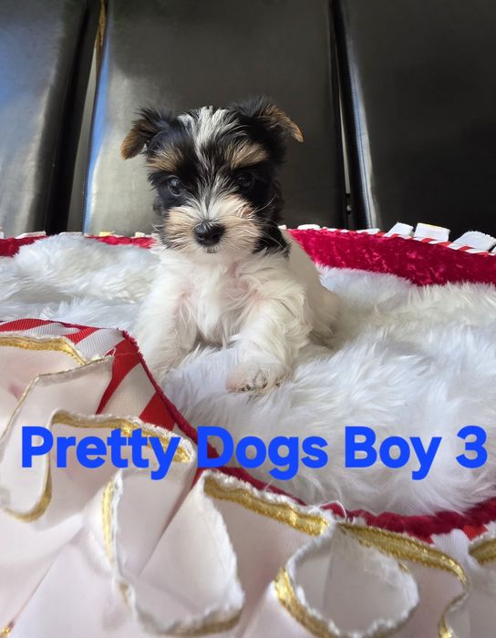 York Yorkshire terrier Biewer